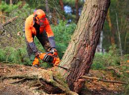 Best Hazardous Tree Removal  in USA